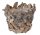 DRZEWO KORZENIOWE SP"V" NATURALNE 23*19