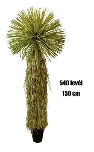 YUKKA THOMSONIANA 540LIŚCI 150CM