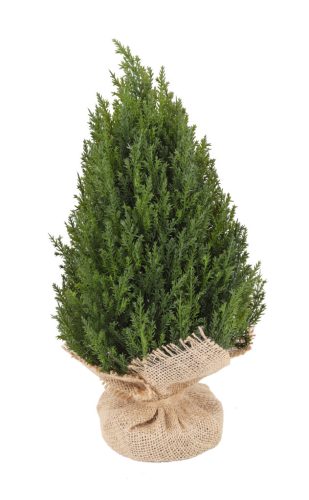 GAŁĄZKA TUJI + TORBA ZIELONA 33CM
